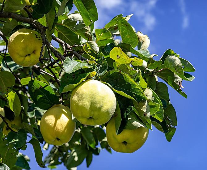Vecchio albero di mele cotogne