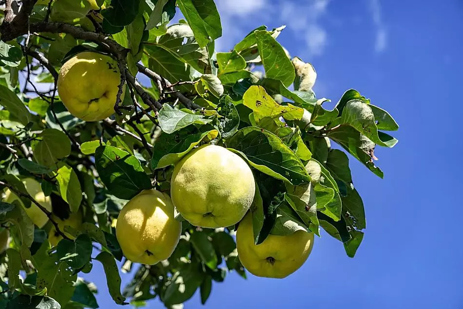 Vecchio albero di mele cotogne