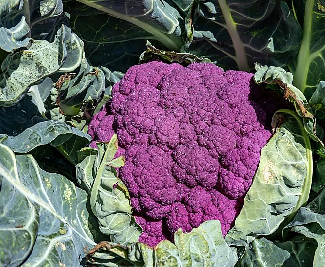 cavolfiore violetto