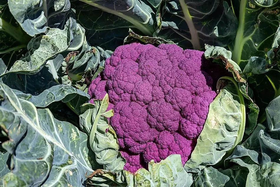 cavolfiore violetto