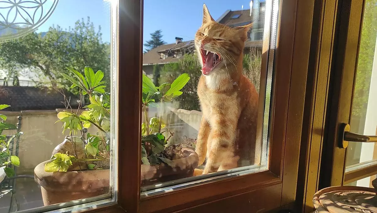 Hugo
