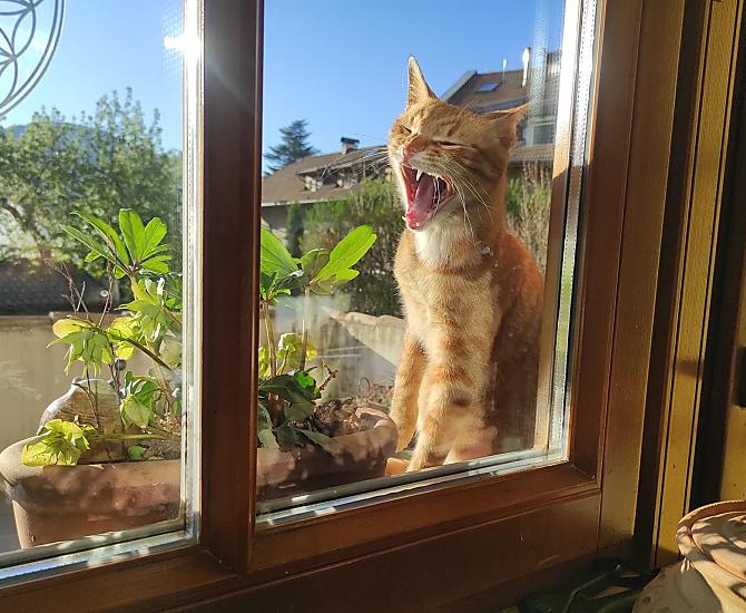 Hugo