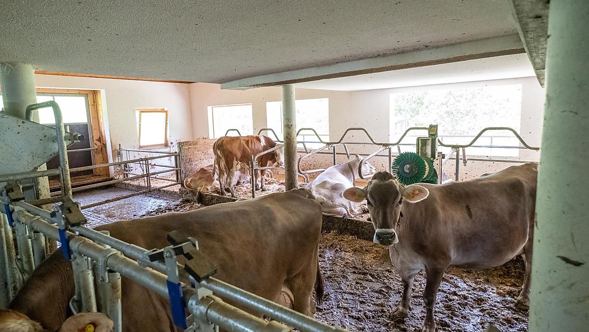 Stalla a stabulazione libera
