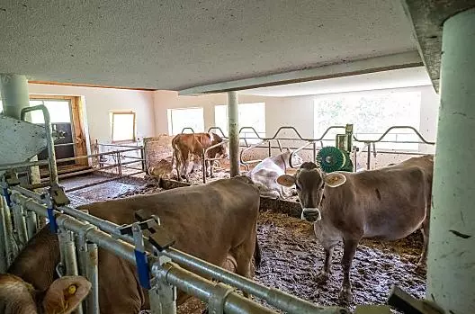 Stalla a stabulazione libera