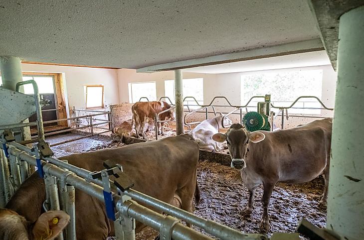 Stalla a stabulazione libera