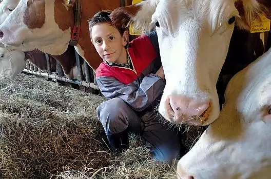 Gli animali in stalla devono essere accuditi quotidianamente