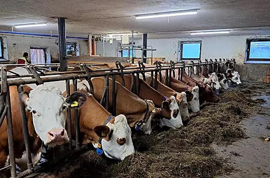 Tutte le mucche mangiano tranquillamente nella stalla.