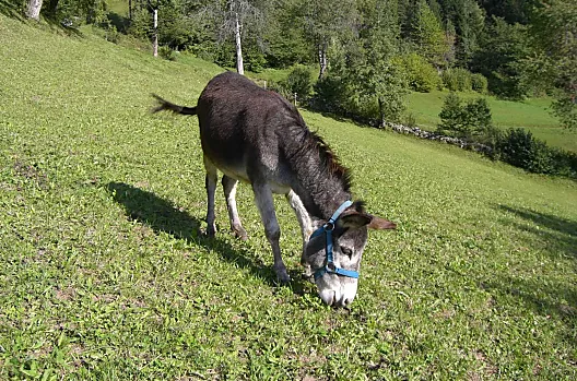 Maloarhof - Liste Photo