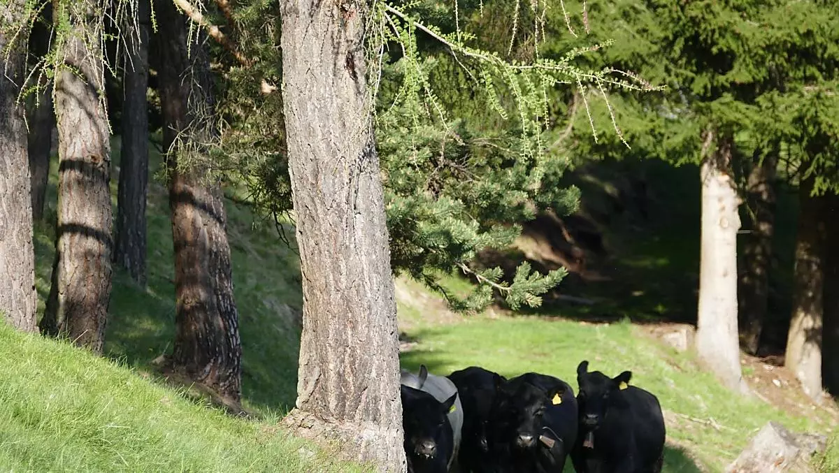 I nostri Angus in allevamento con vacche nutrici