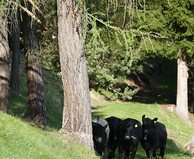 I nostri Angus in allevamento con vacche nutrici
