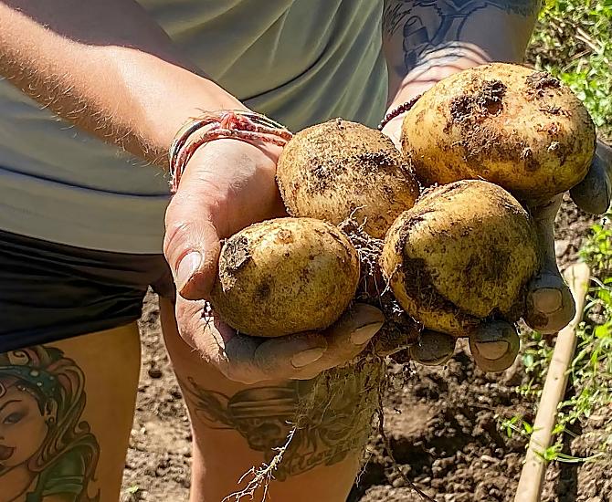 Le patate non sono solo salutari, ma sono anche deliziose.