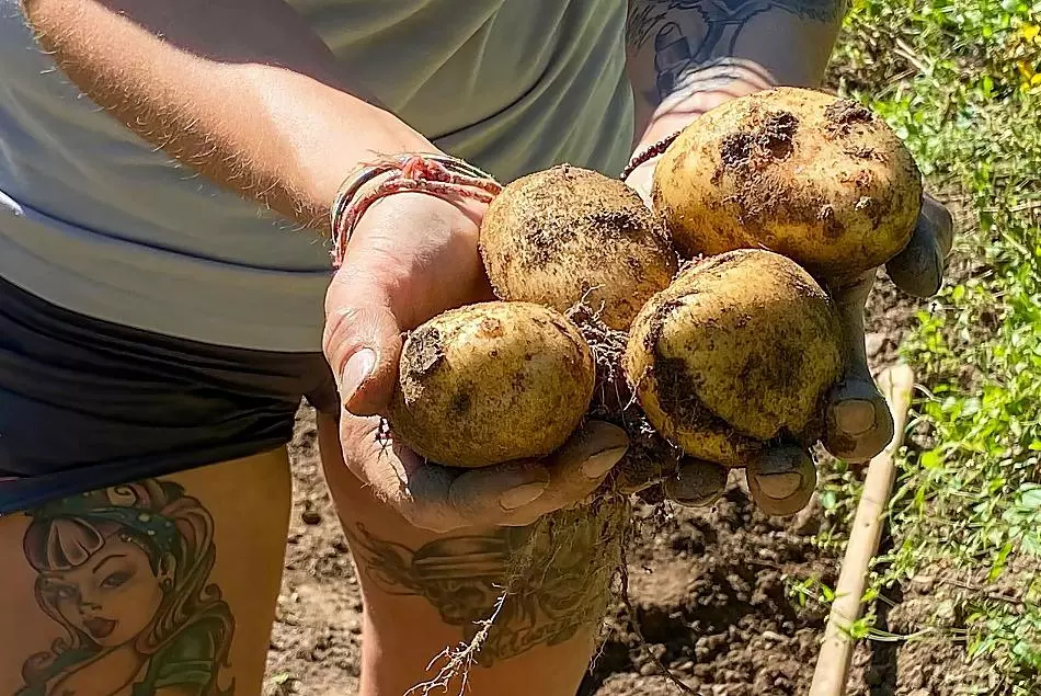 Le patate non sono solo salutari, ma sono anche deliziose.