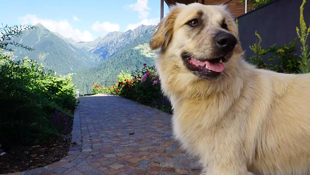 Nelly – la nostra cagnolina del maso