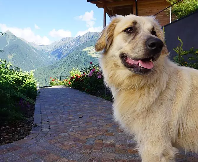 Nelly – la nostra cagnolina del maso