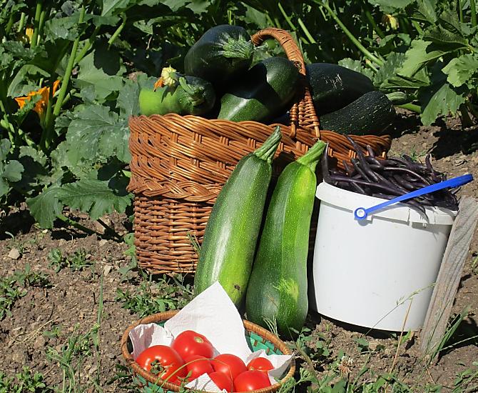 Frutta e verdura fresche e di stagione direttamente dal campo