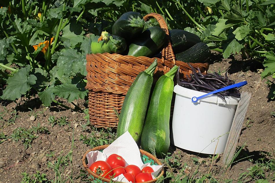 Frutta e verdura fresche e di stagione direttamente dal campo