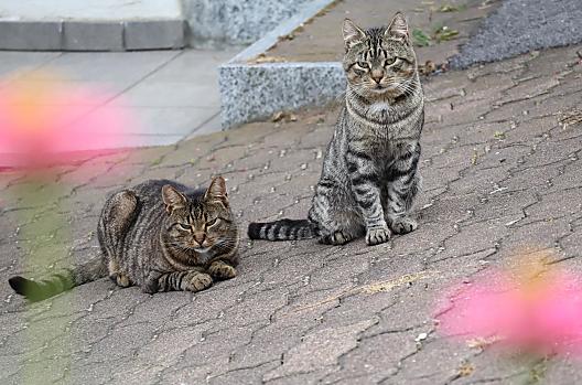 I gatto del maso Jimmi e Collin