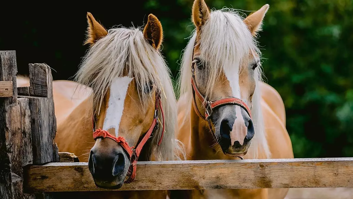 I nostri due Haflinger, Romy e Lana