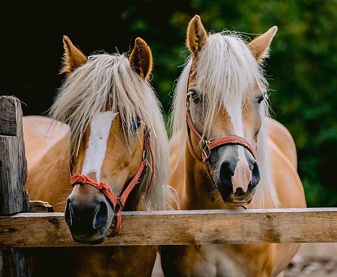 I nostri due Haflinger, Romy e Lana