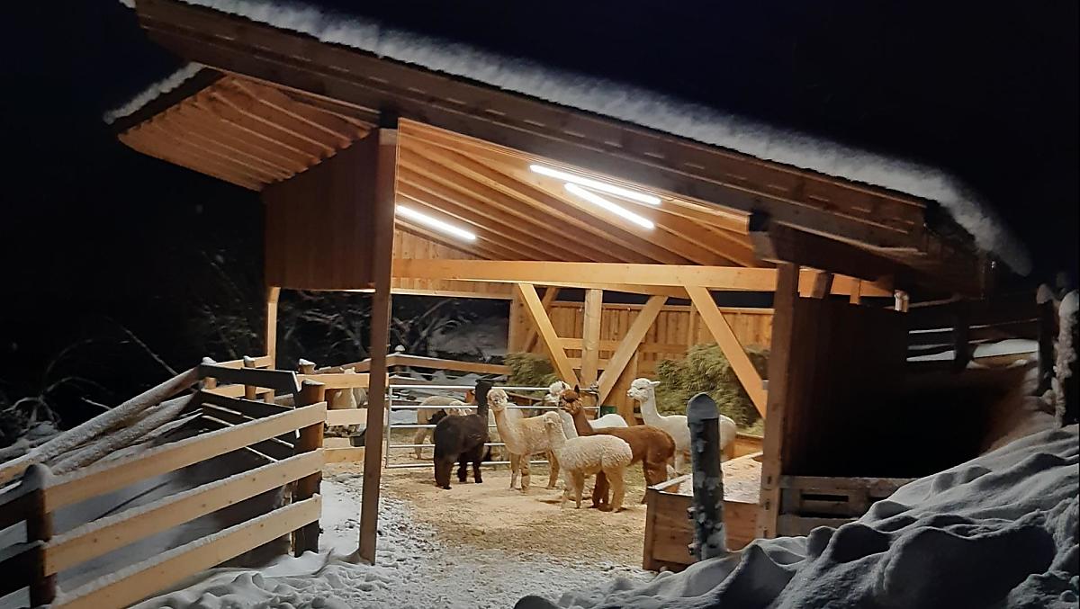 La nostra stalla per gli alpaca in inverno