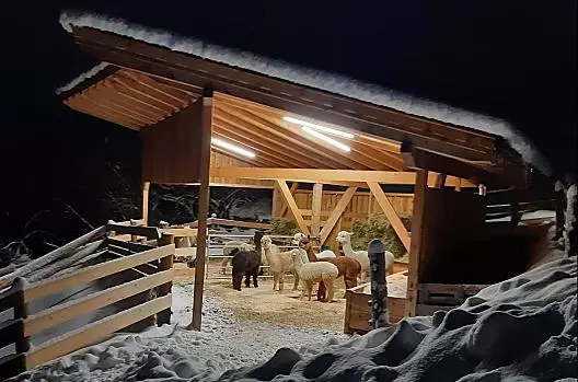 La nostra stalla per gli alpaca in inverno