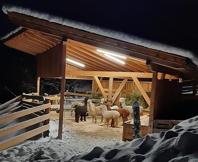 La nostra stalla per gli alpaca in inverno
