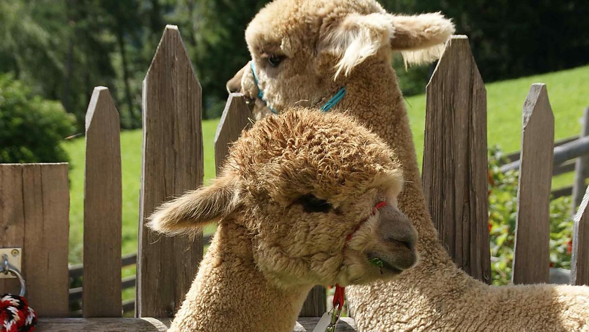 Pronti per l'escursione con gli alpaca