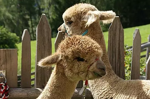 Pronti per l'escursione con gli alpaca
