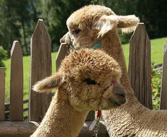 Pronti per l'escursione con gli alpaca