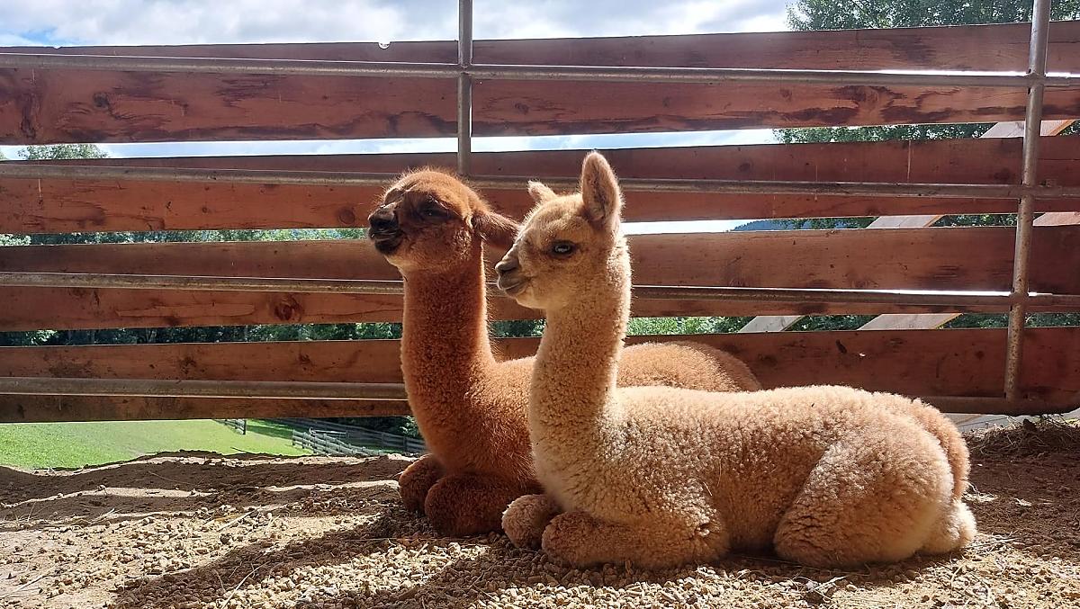 I nostri cuccioli di alpaca
