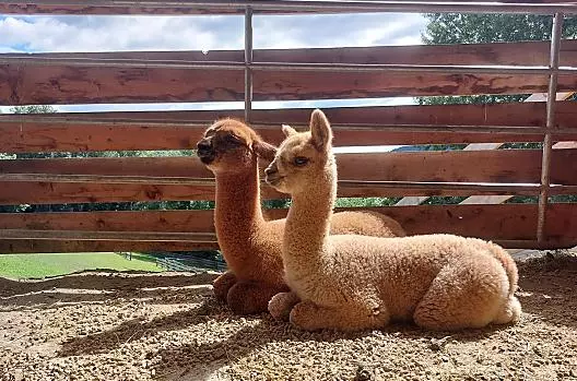 I nostri cuccioli di alpaca
