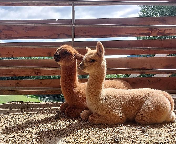 I nostri cuccioli di alpaca