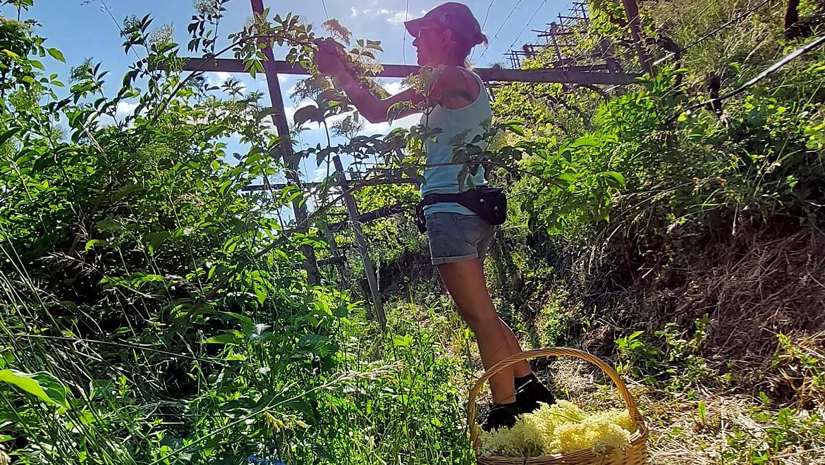 Raccolta dei fiori di sambuco