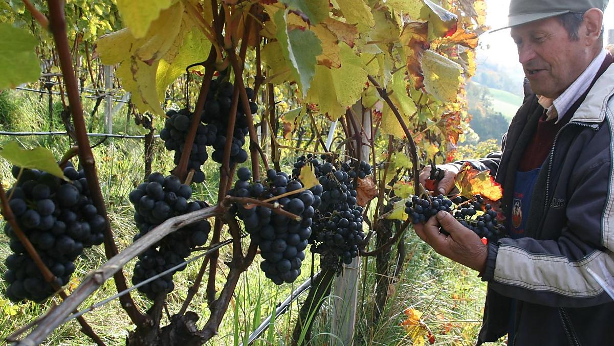 Durante la vendemmia