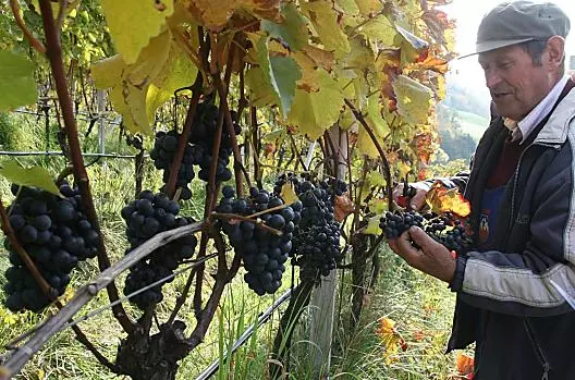 Durante la vendemmia
