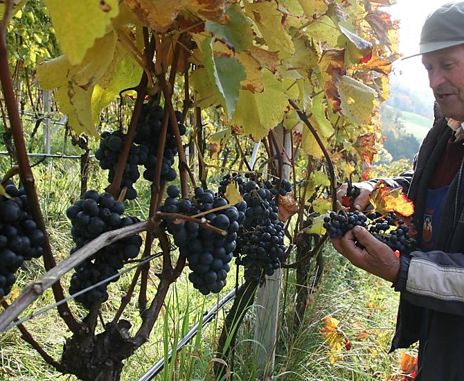 Durante la vendemmia