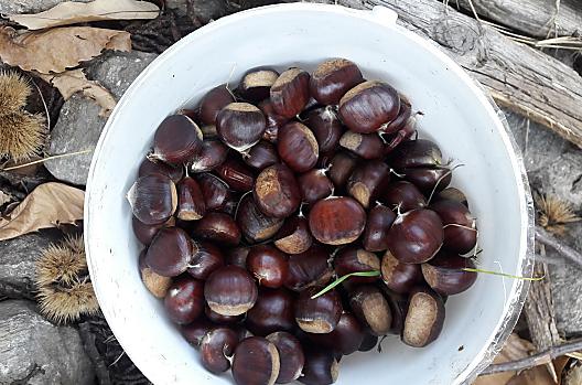 Le nostre castagne dell'Alto Adige, coltivate e raccolte a mano, sono una vera delizia.