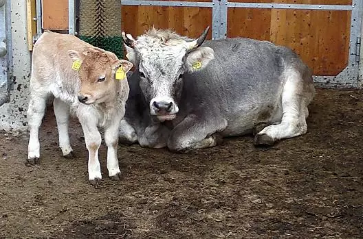 Mucca con il suo vitellino