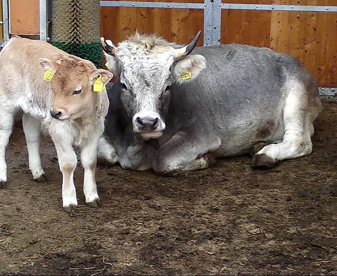 Mucca con il suo vitellino