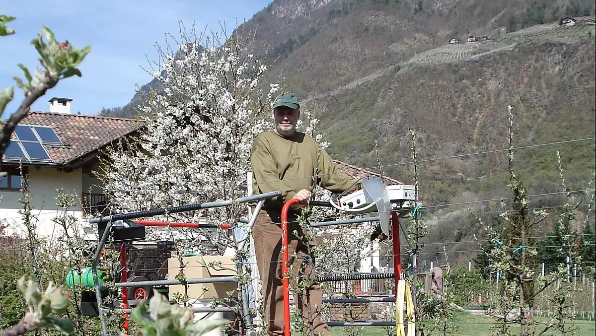 Theo durante la legatura dei giovani alberi
