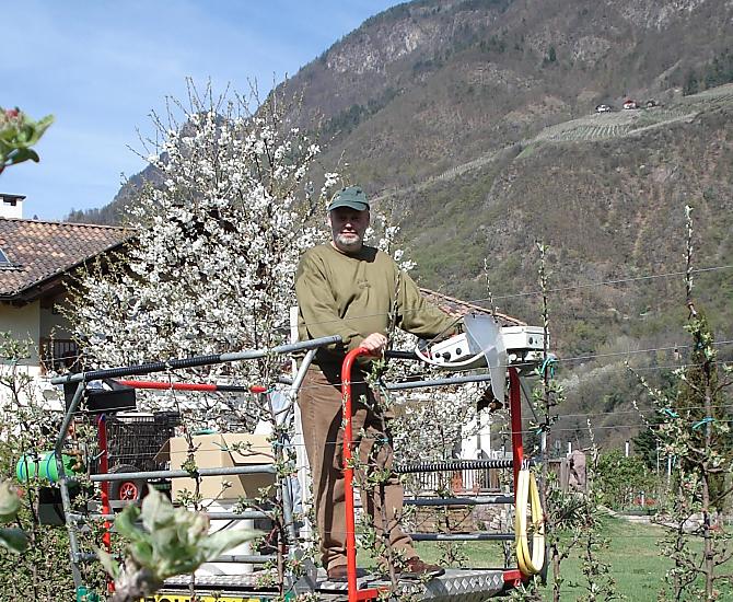 Theo durante la legatura dei giovani alberi