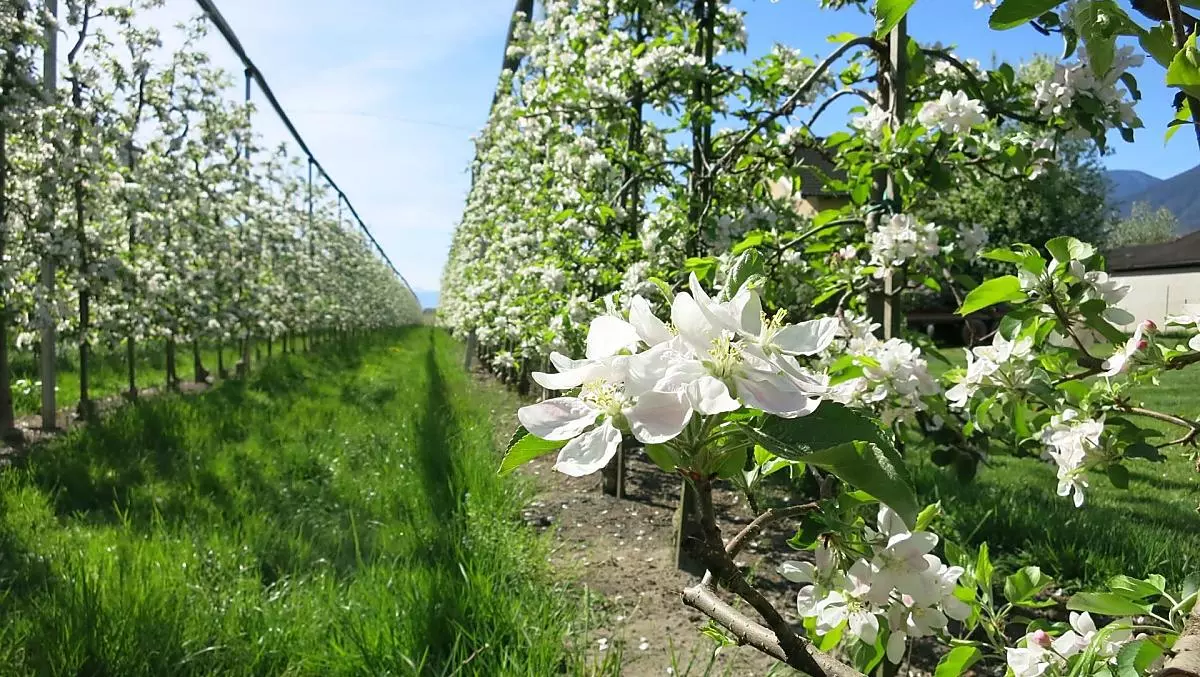 Durante la fioritura dei meli, il nostro maso è circondato da un mare di fiori bianchi.