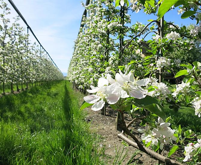 Durante la fioritura dei meli, il nostro maso è circondato da un mare di fiori bianchi.