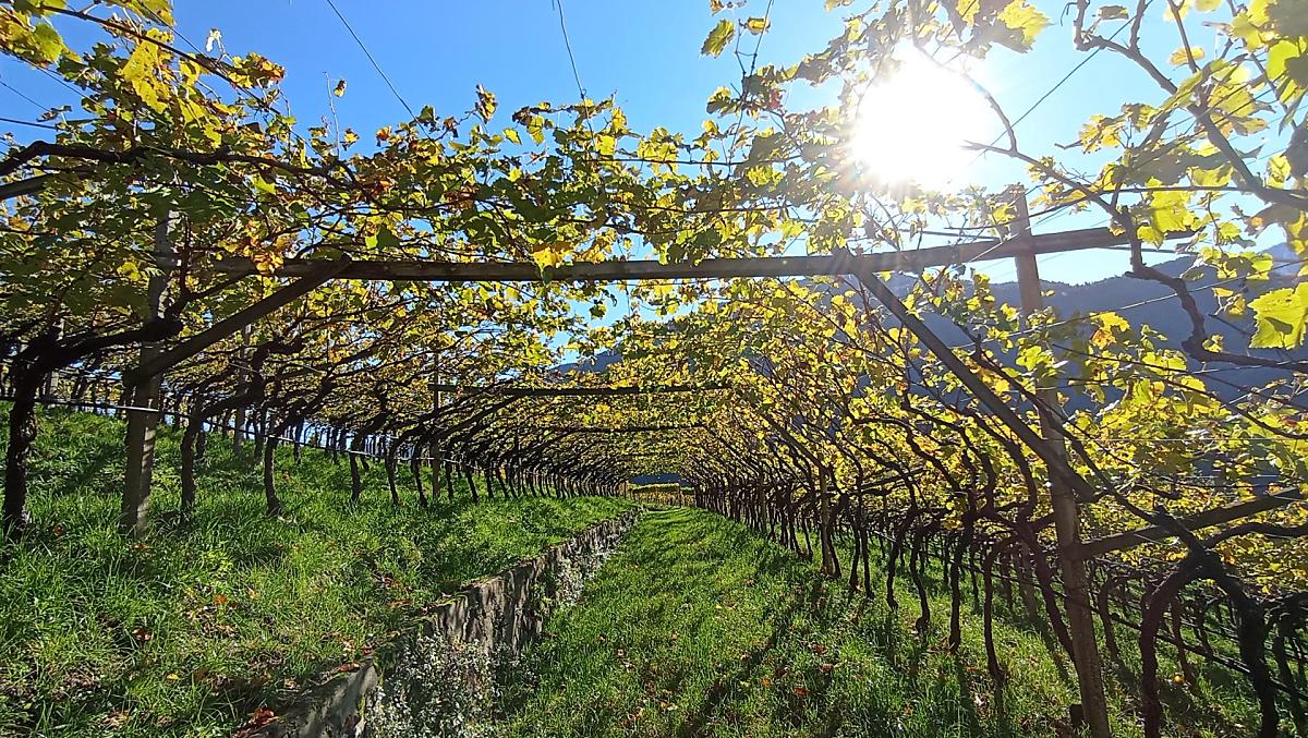 Dopo la vendemmia