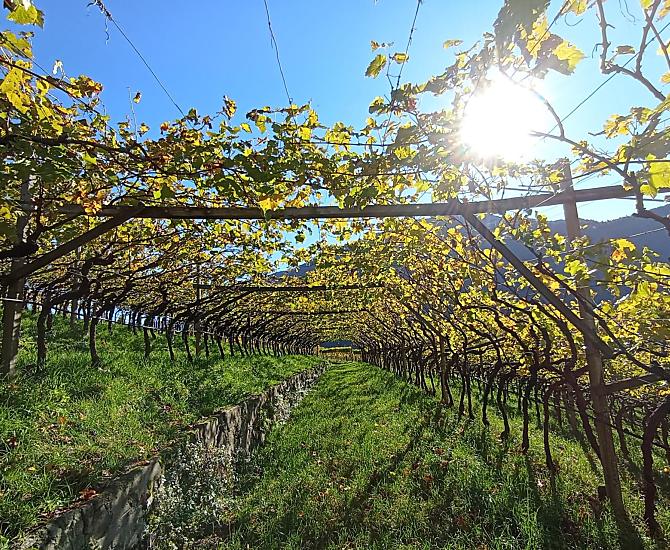 Dopo la vendemmia
