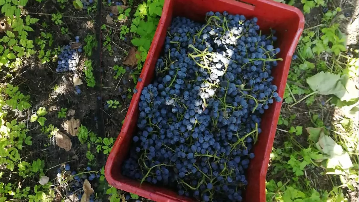 Vendemmia