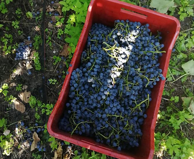 Vendemmia