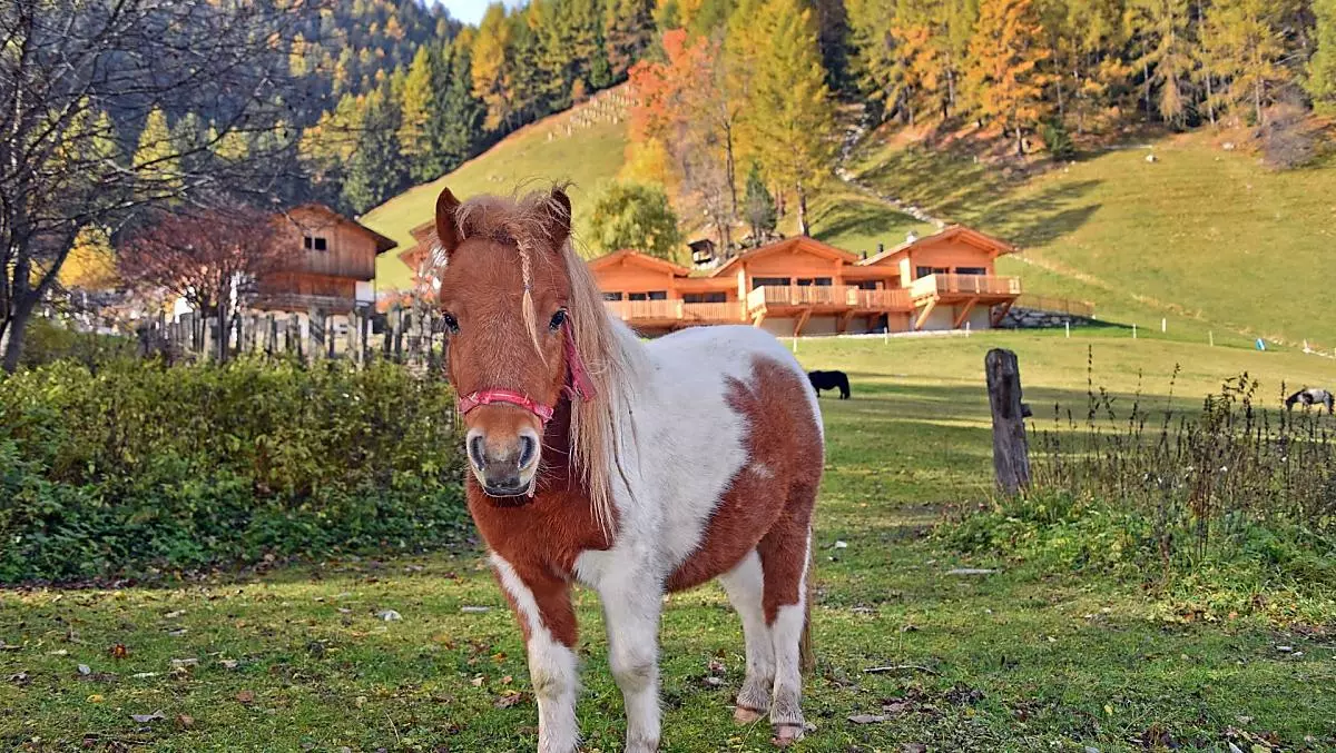 Leitnerhof - Bildergalerie Photo