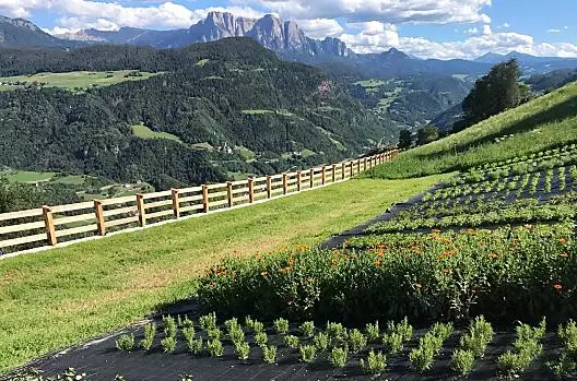 Visite guidate nel nostro giardino di erbe biologiche ogni venerdì. Christine è un'esperta di erbe, insegnante di fitoterapia e fornitrice di servizi agricoli.