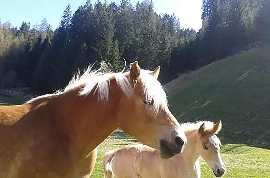 Parseidhof - Liste Photo